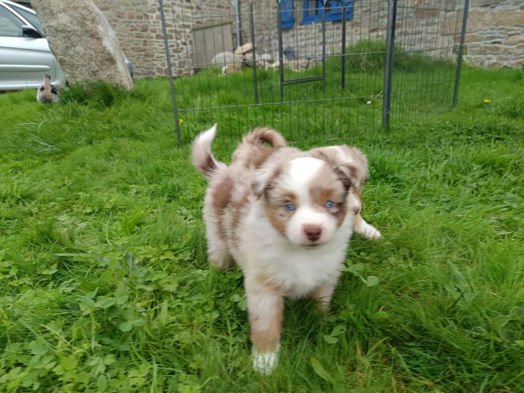 Des Terres De L'ouesteros - Chiots disponibles - Berger Américain Miniature 