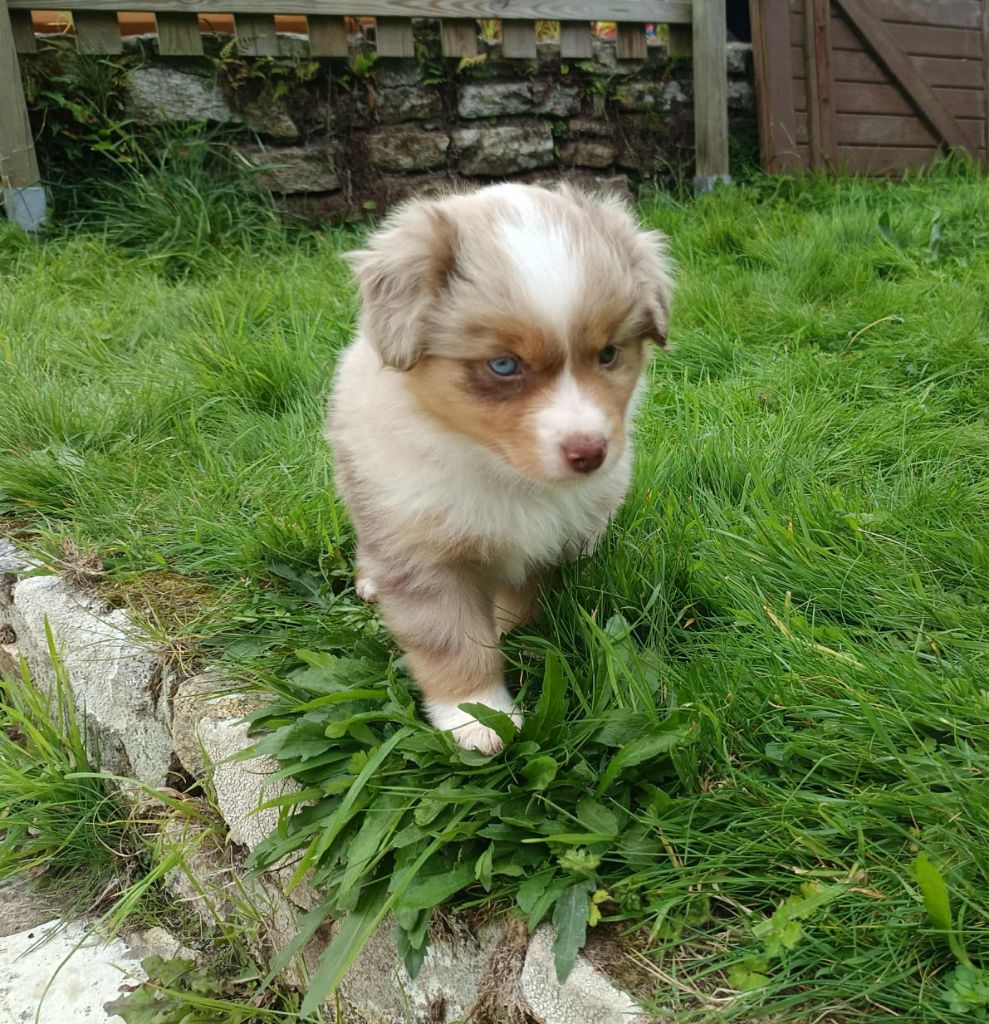 Des Terres De L'ouesteros - Chiots disponibles - Berger Américain Miniature 