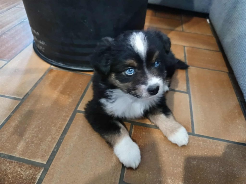 Des Terres De L'ouesteros - Chiots disponibles - Berger Américain Miniature 