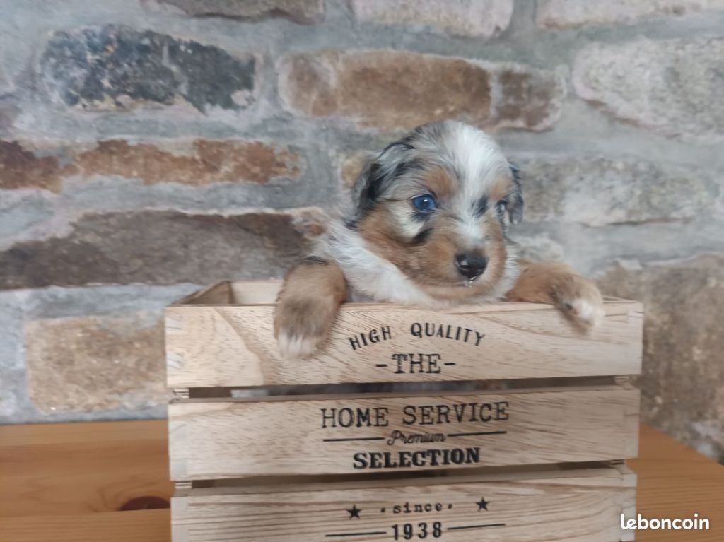 Des Terres De L'ouesteros - Chiots disponibles - Berger Américain Miniature 